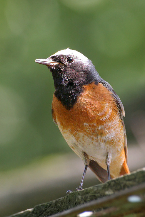 Настороженный взгляд самец горихвостка Ruticilla phoenicurus