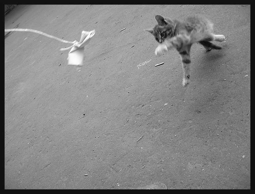 кот гамает =)) кот