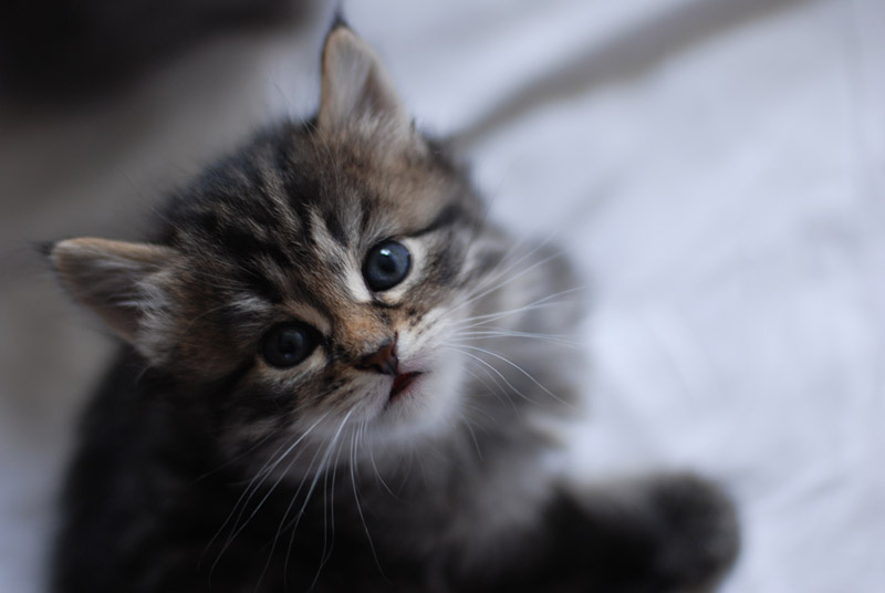Хозяин!? котята