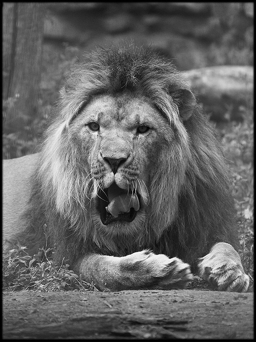 Portrait of a Liones 