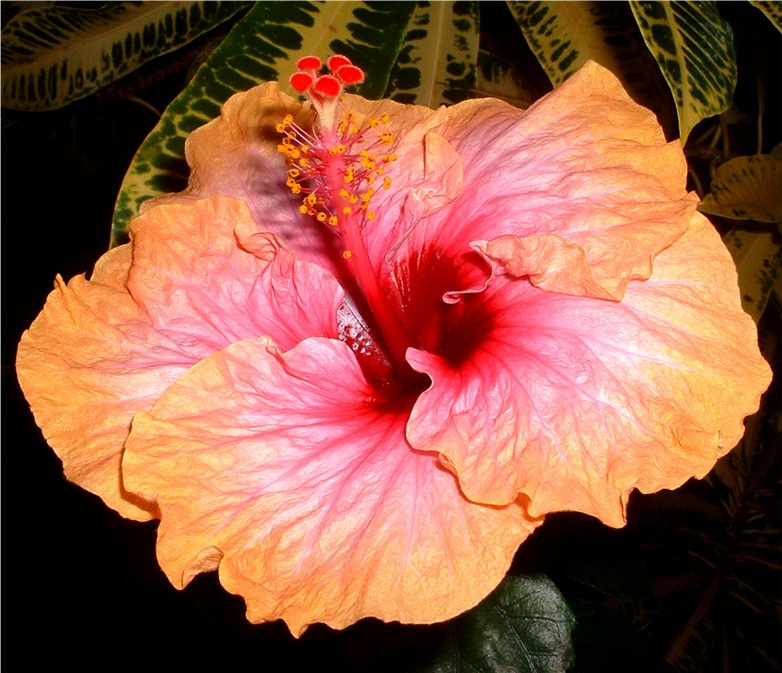 Lovely Hibiscus цветок гибискус