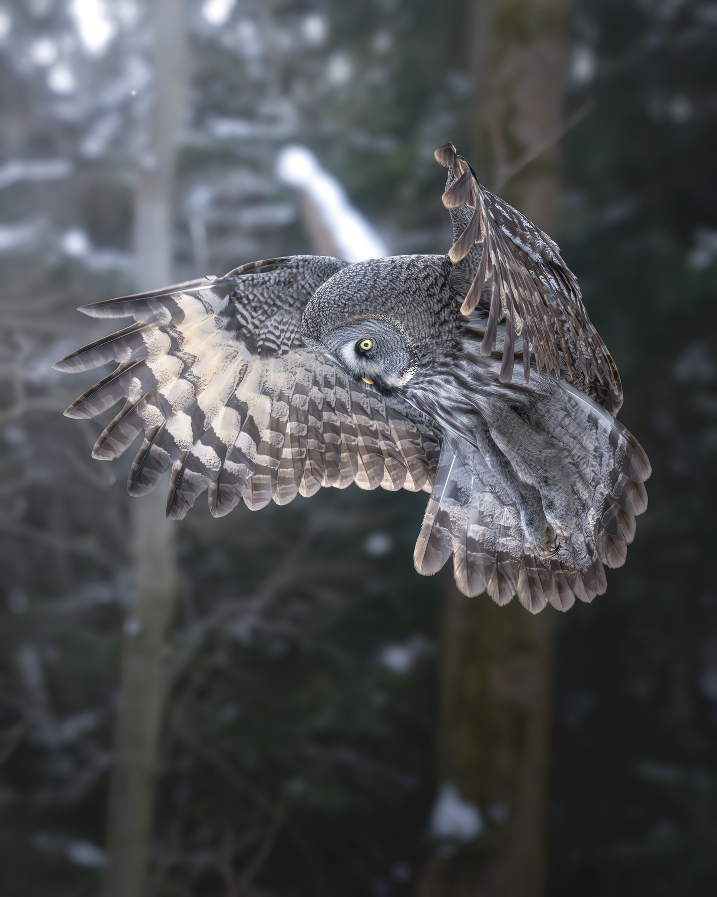 Бородатая неясыть (Strix nebulosa) 