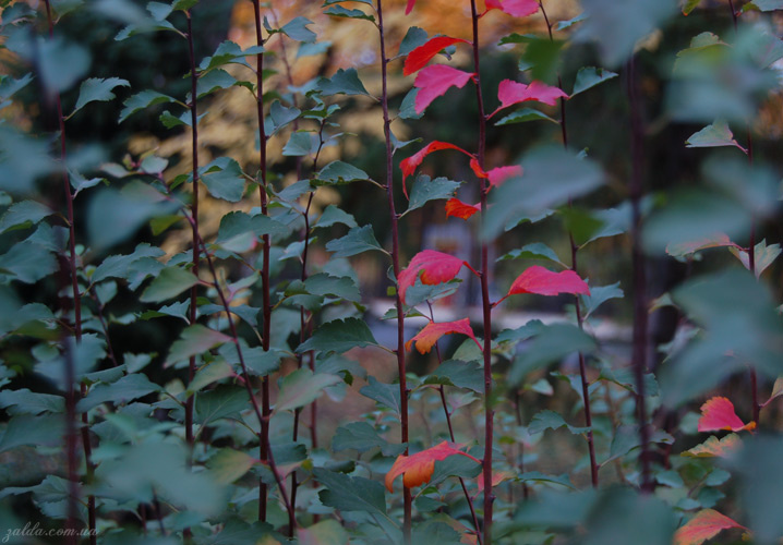 not Better, not Worse, just Different fall