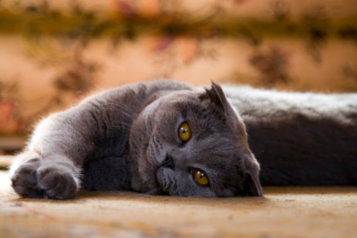Кот Фиджи кот