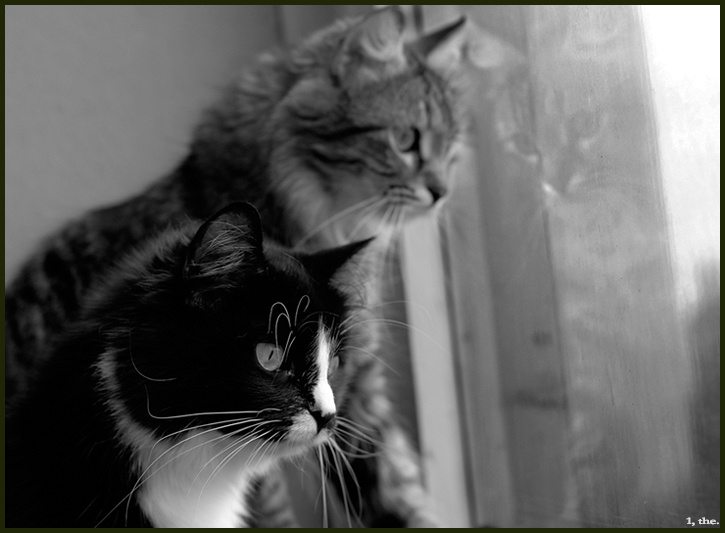 cats & reflection 