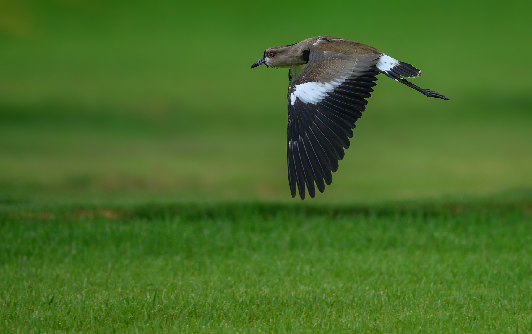 The southern lapwing 