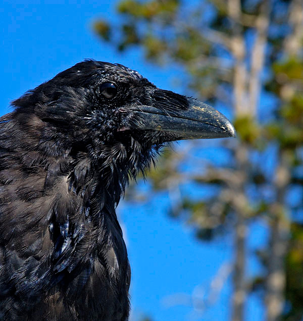 Сурьезная птица Ворон, Corvus corax, Raven, Yellowstone National Park
