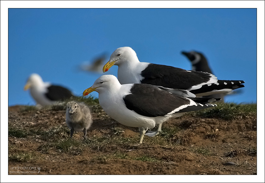 Чай, Чайка, и маленькая Чаинка чайки Great Black-backed Gull  Чили