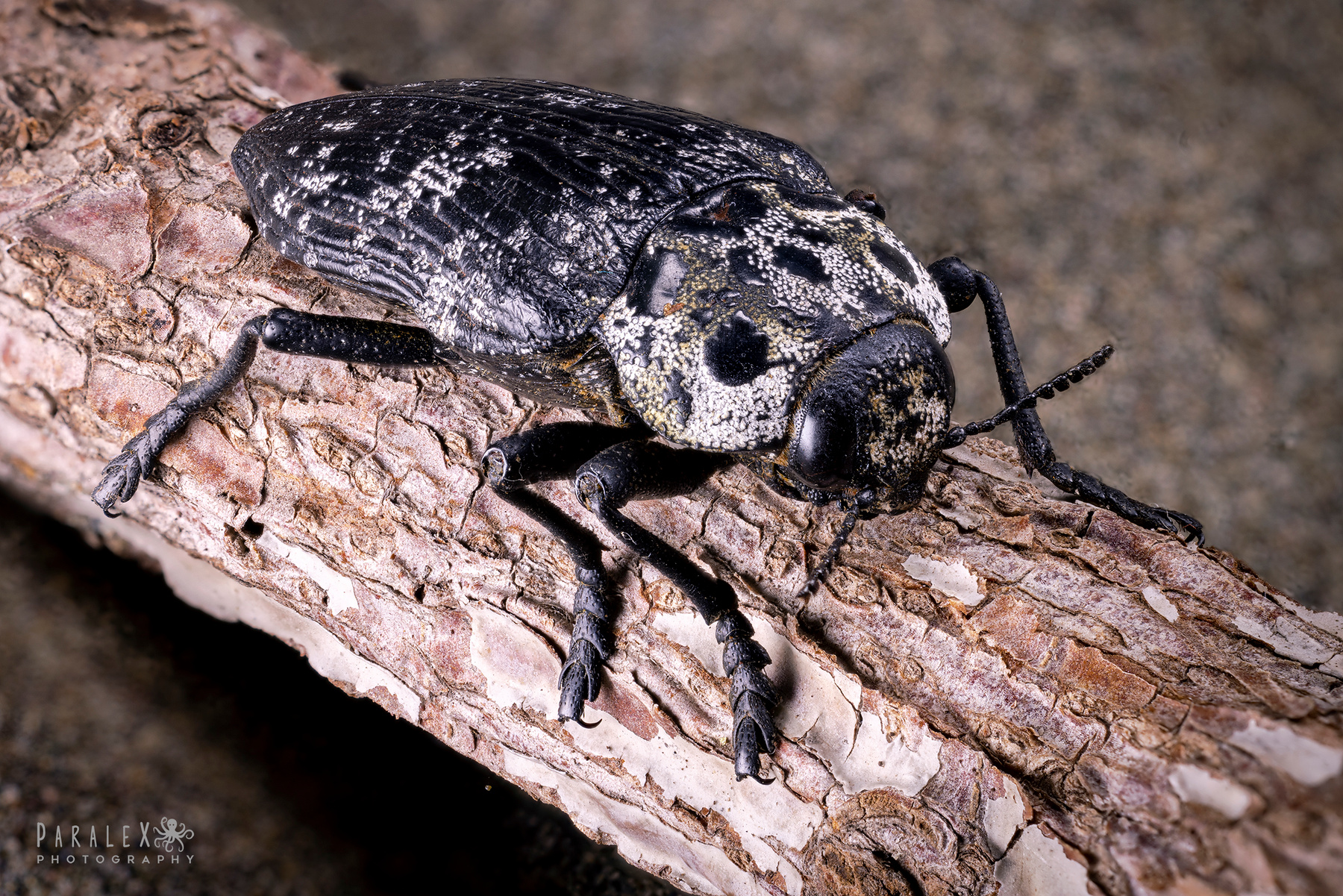 Capnodis tenebrionis (Златка чёрная) 
