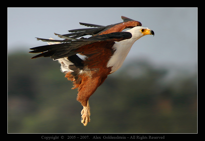 Haliaeetus vocifer. Oзерo, Найваша, Африка, Кения, Африканский, орёл, рыбак, (орлан-крикун), African, Fish, Eagle, (Haliaeetus, vocifer)