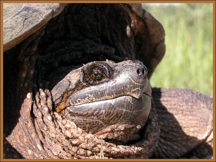 snapper turtle