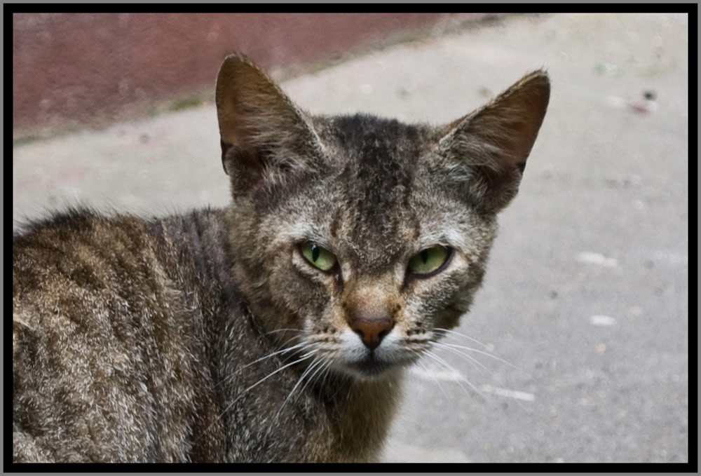 Бандит кот кошка двор