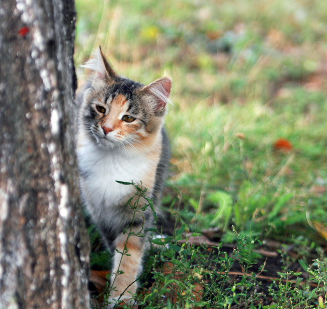 *** кот