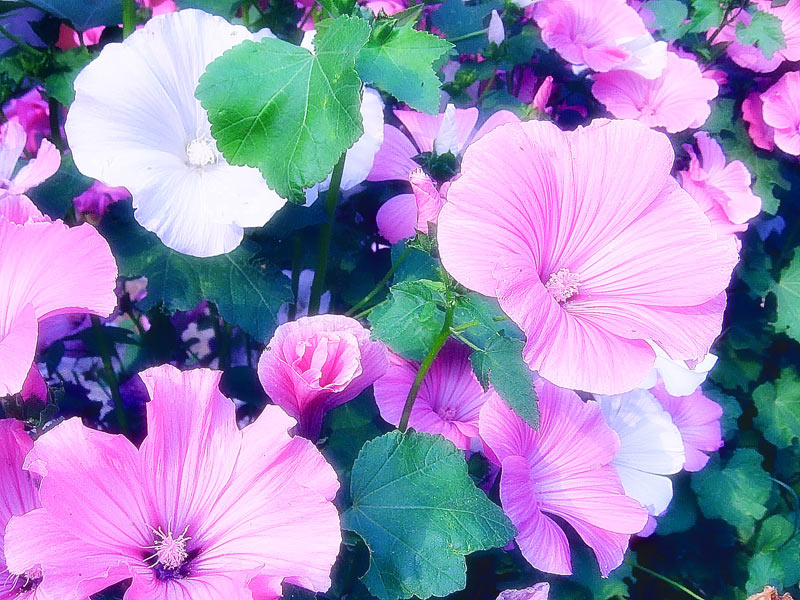 Flowersss цветы цветок сюр розовый растение клумба