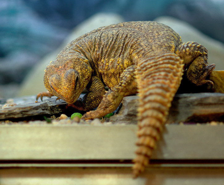 Про горошинку... сахарский шипохвост Uromastyx geyri
