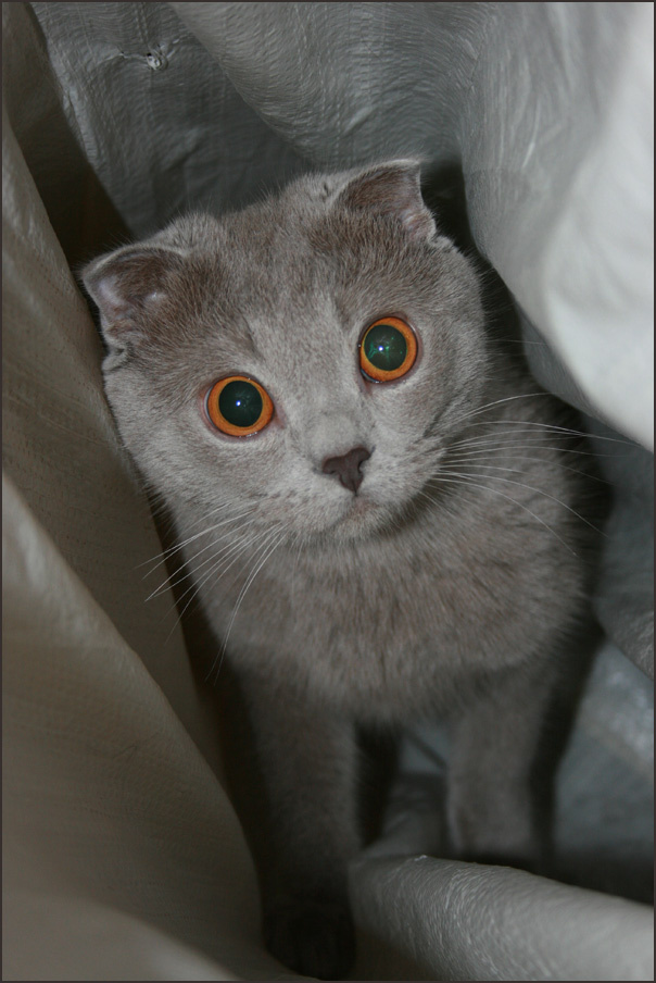 кот в мешке :) кот, портрет кота, британский
