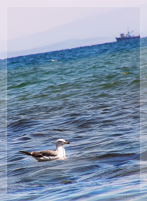 Ухожу в море... (на тему лета) чайка птица море корабль судно лето