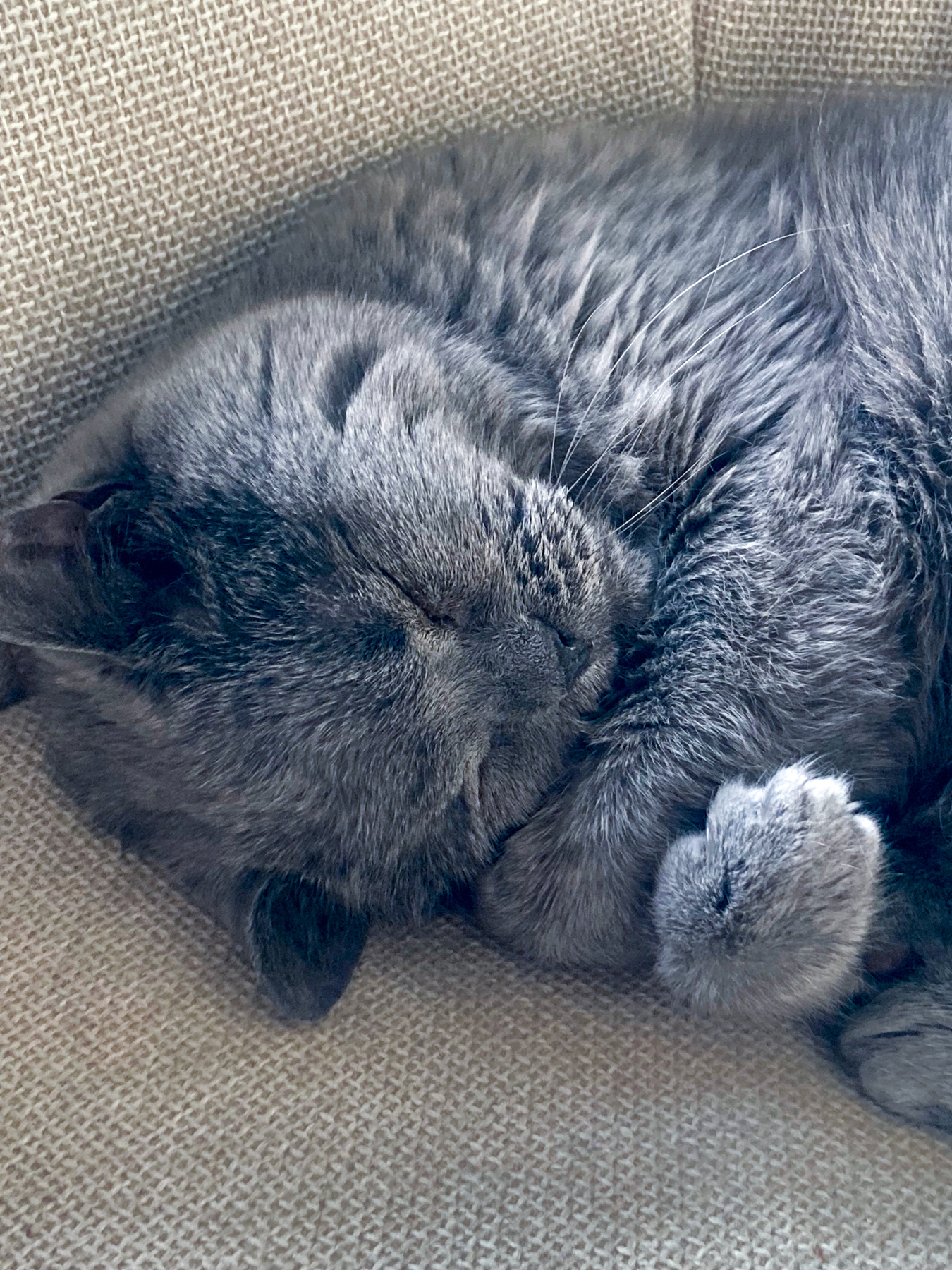 Тихий час животные коты релакс