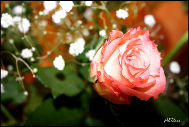 My little Rose роза, макро