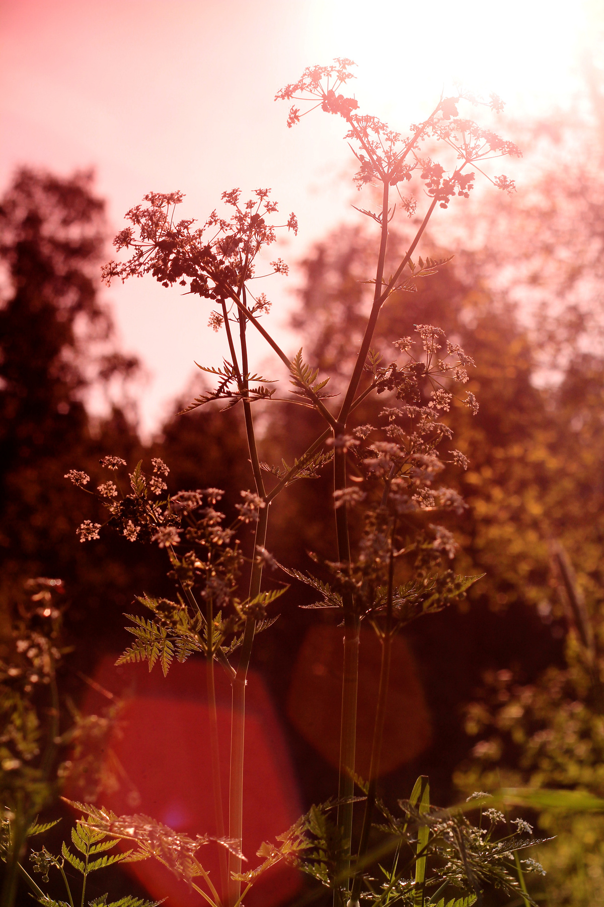 1 июня природа