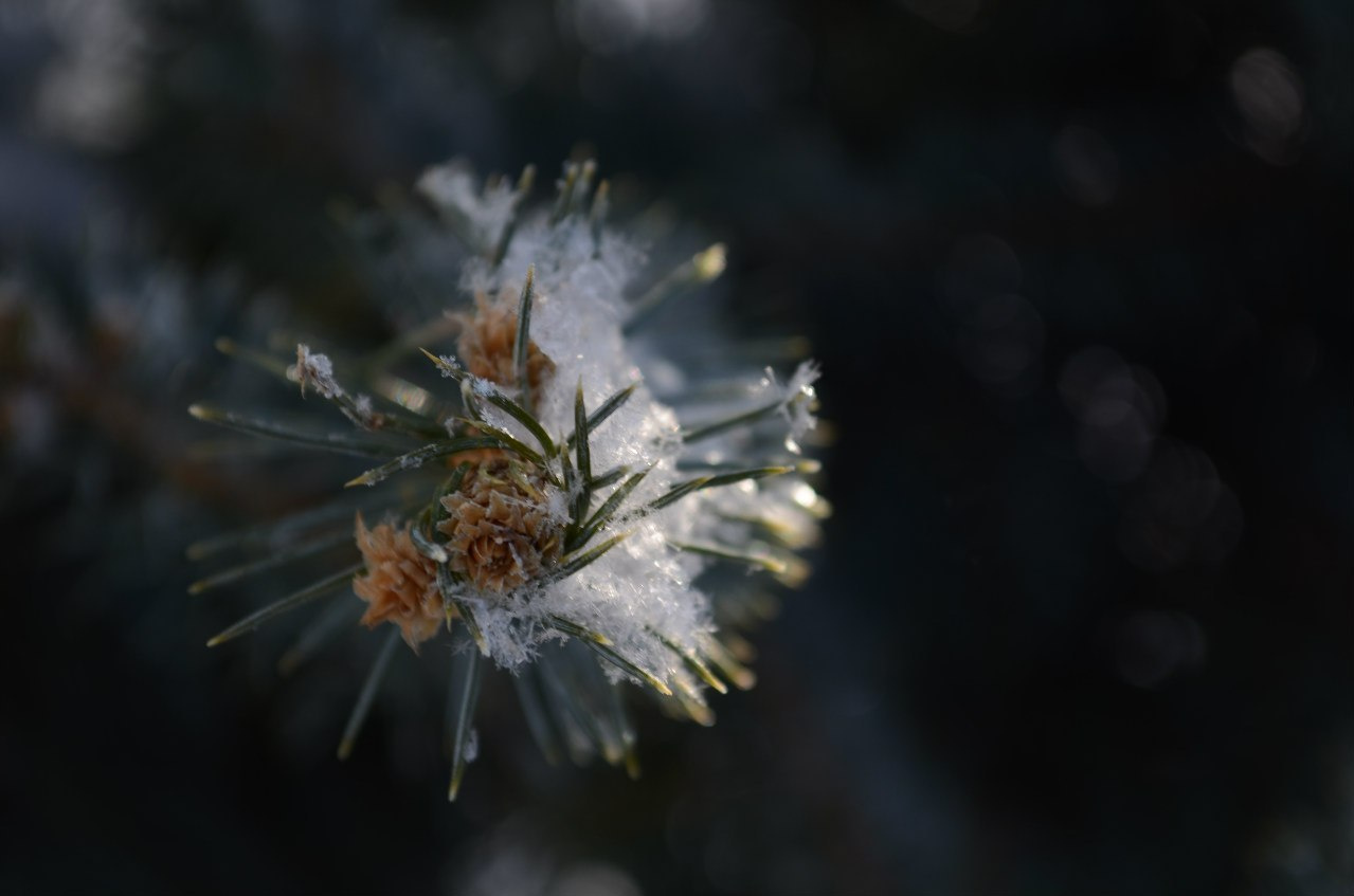 Spruce 