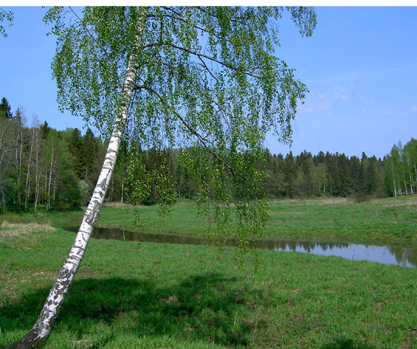 Абрамцево. Воря береза река