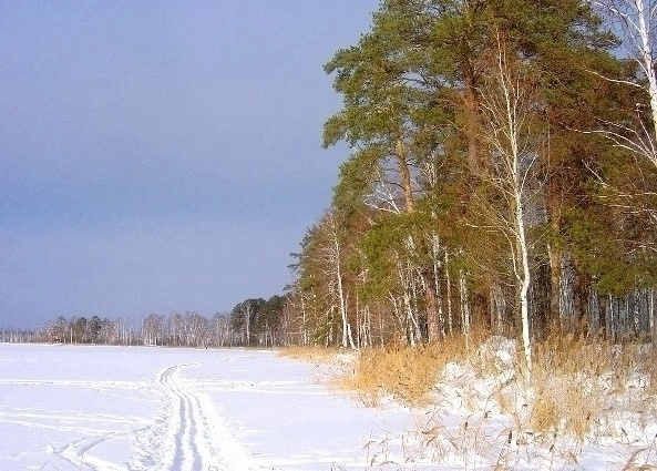 Любимая лыжня лыжня лес озеро