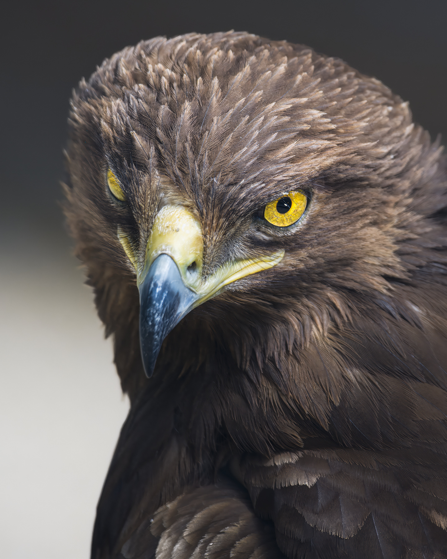 Беркут (Aquila chrysaetos) 