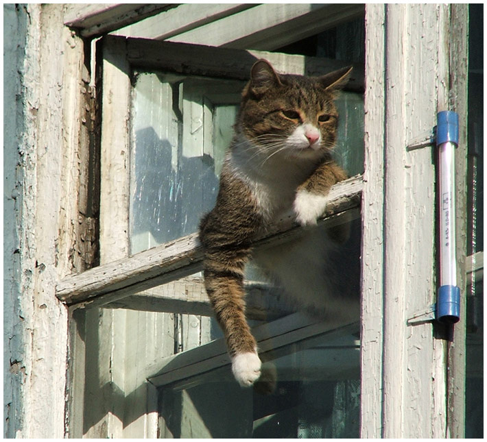 ну, синоптик, тебя за язык никто не тянул... кот градусник окно