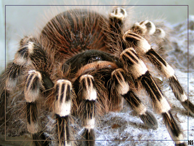Acanthoscurria geniculata(Арахнологическая серия) Паук птицеед