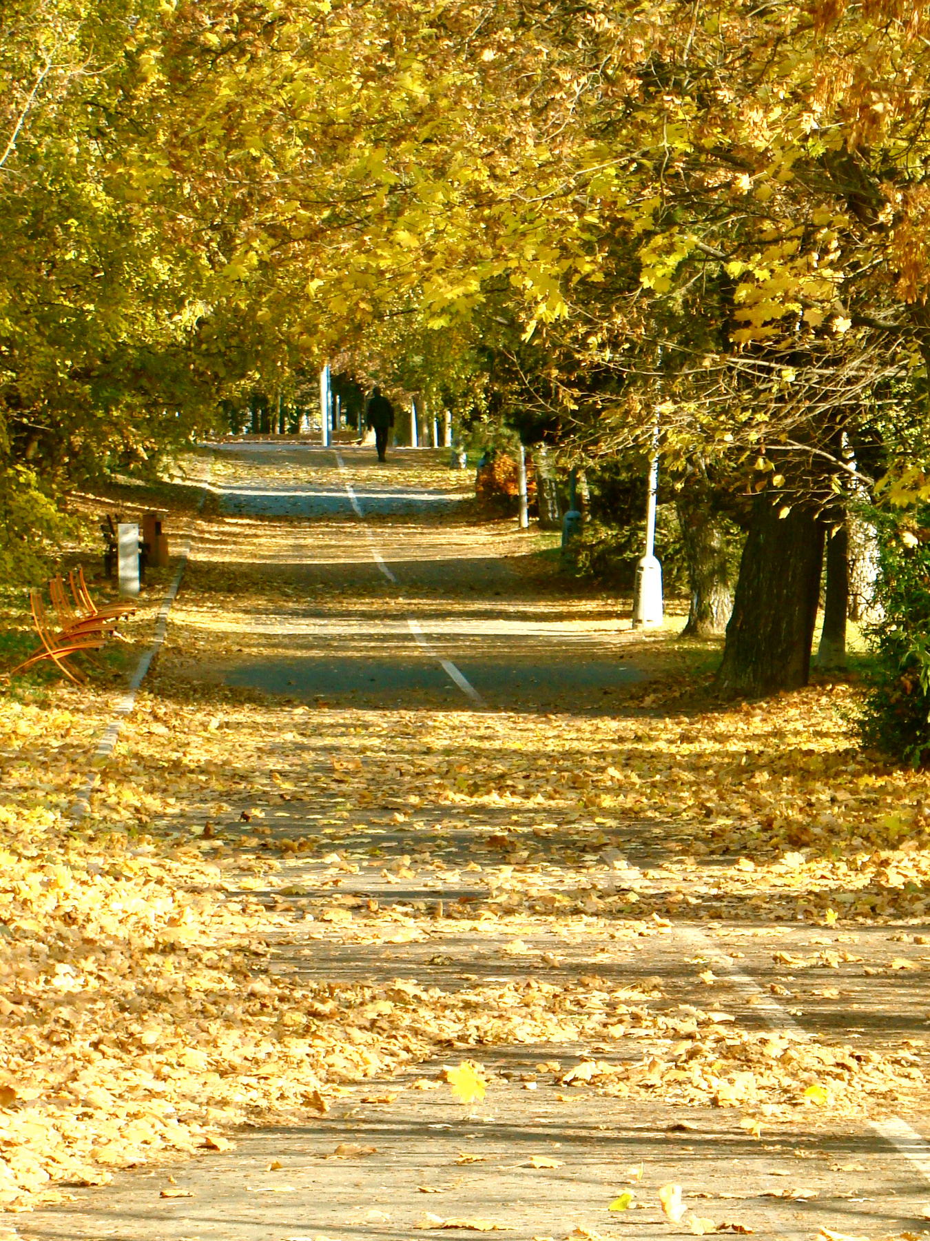 Золотая аллея аллея, природа, осень