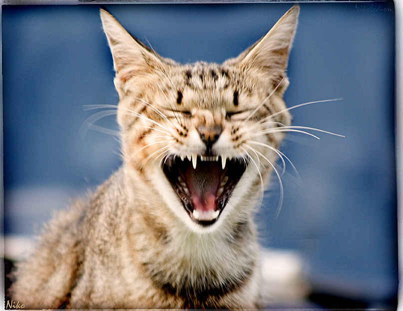 **MAu** 