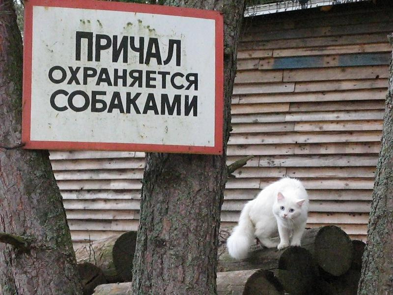 Пушист. причал, вывеска, котенок