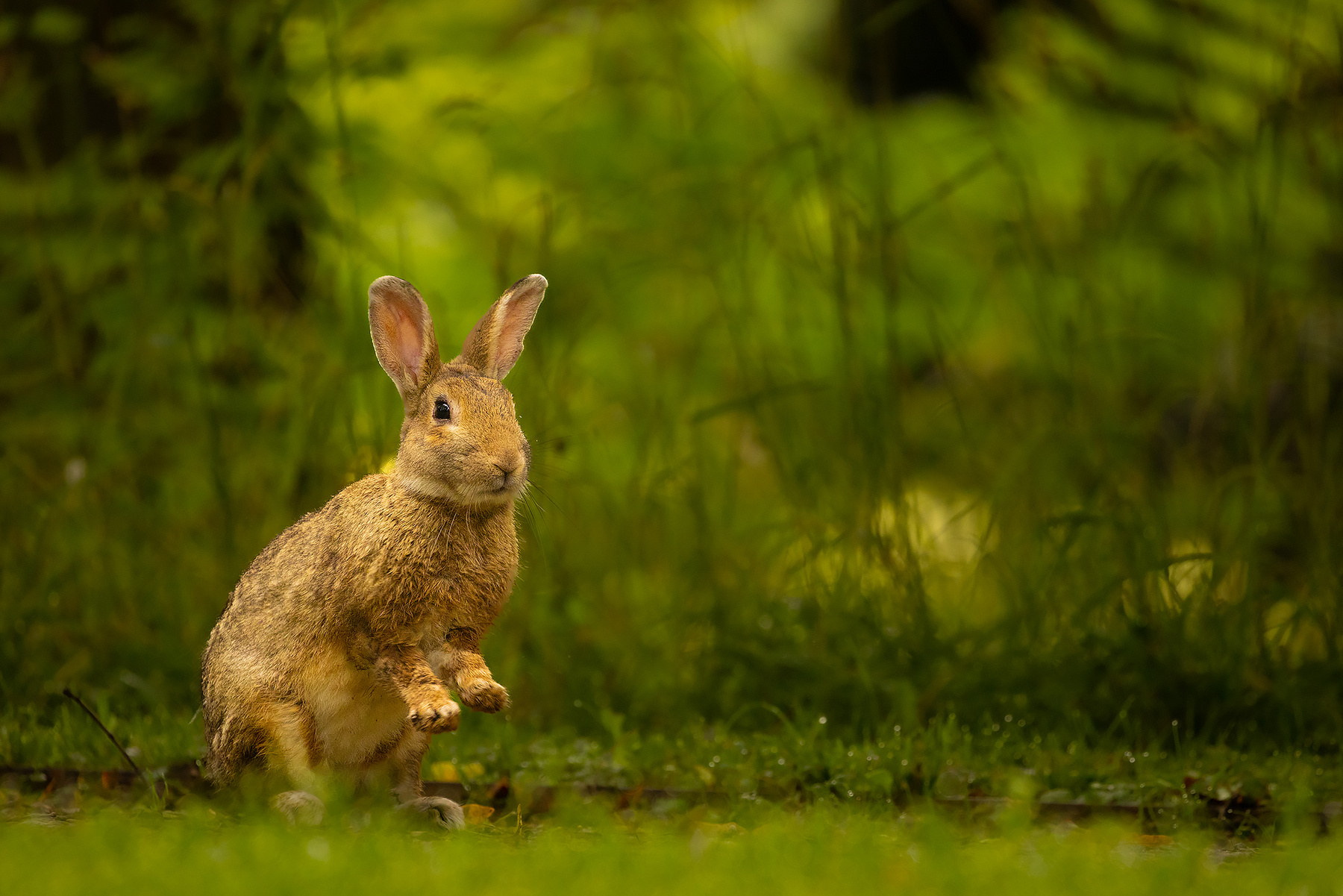 Rabbit 