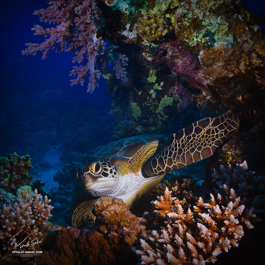 Из серии "цвет моря" turtle, red sea, underwater, corals, diving