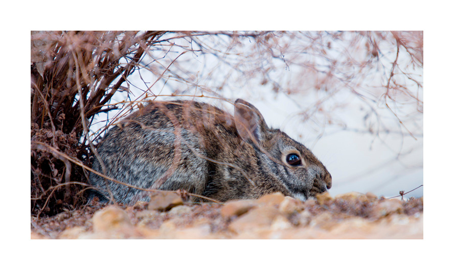 <Без названия> заяц зайчонок rabbit hare