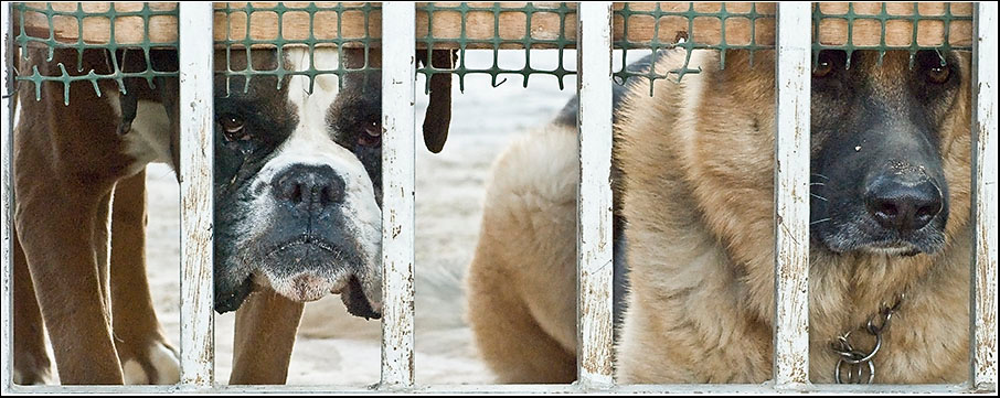 НЕ бойтесь! Мы НЕ злые! питомцы домашние сторожевые собаки