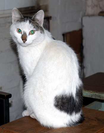 Деревенский Кот деревенский кот