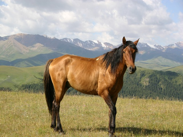 \"Красавчик.\" конь
