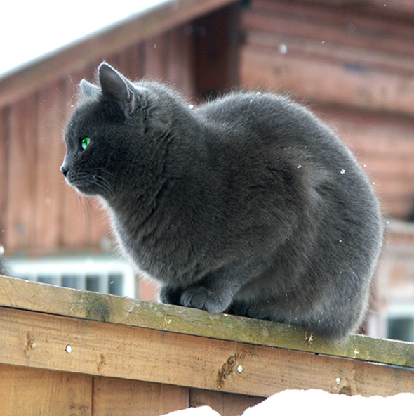 котяра зима деревня кот