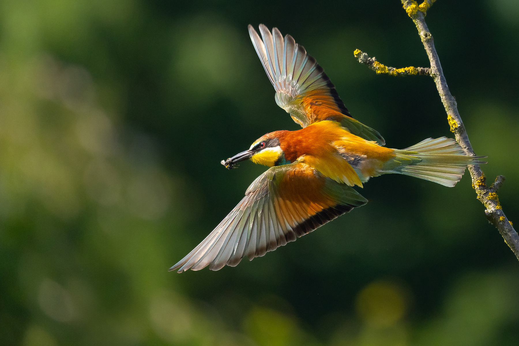 Bee-eater 