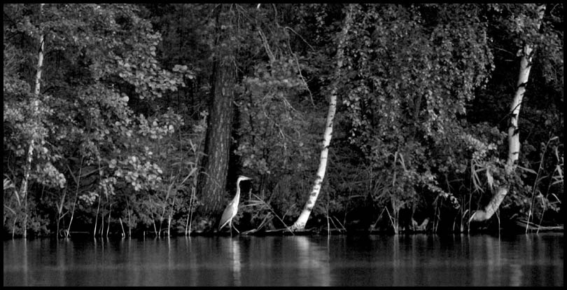 Grey Heron 