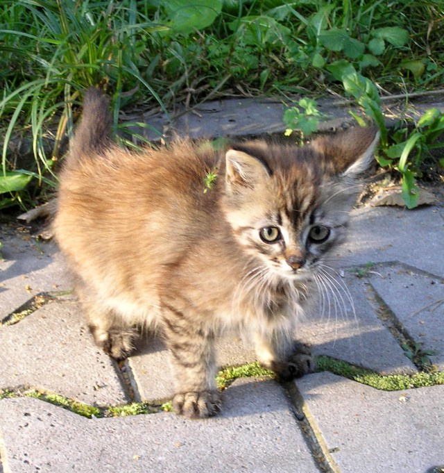 абориген котенок
