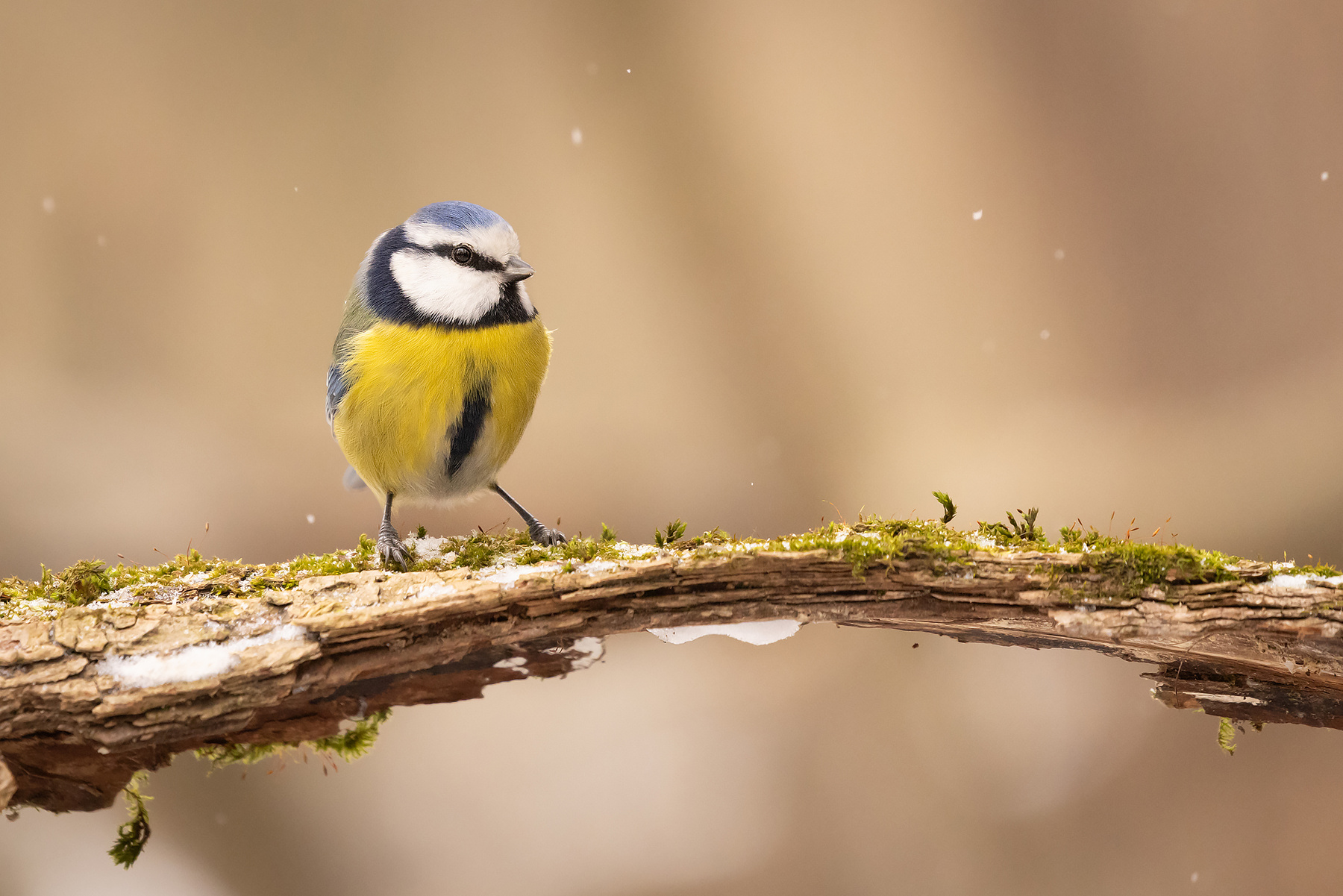 Titmouse 