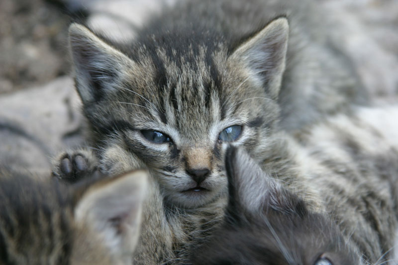 без названия кот