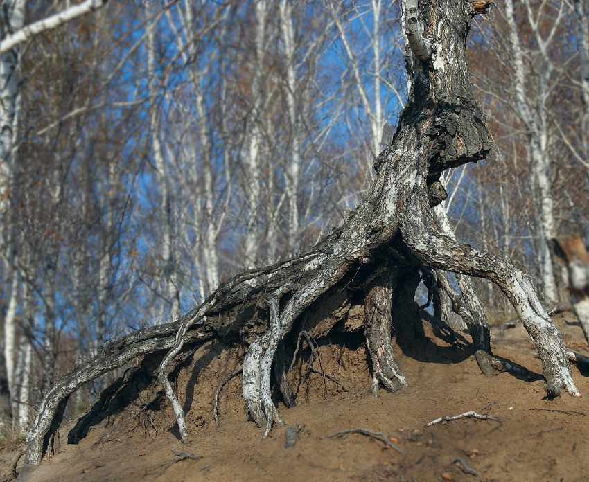 Шагающее дерево береза, дерево, осень