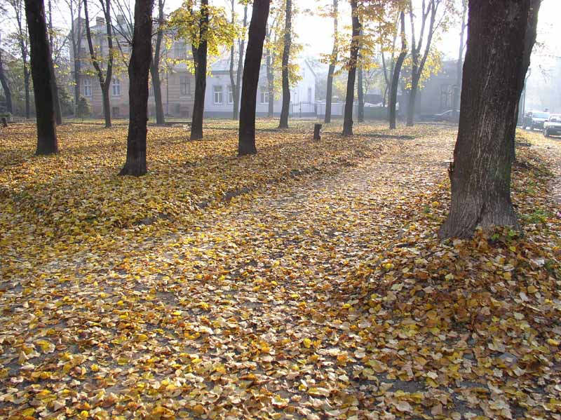Время опадать осень листья
