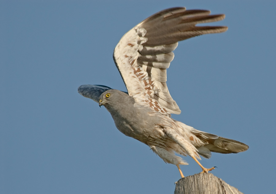 Взлетный Луговой лунь, Montagu’s Harrier, Circus pygargus