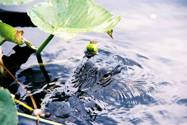 Замаскировался Everglades