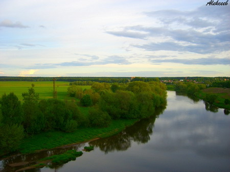 сосны 